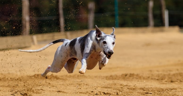 Wie Schnell Ist Der Schnellste Hund Der Welt Schnellster Hund der Welt: Diese Rasse hält den Rekord